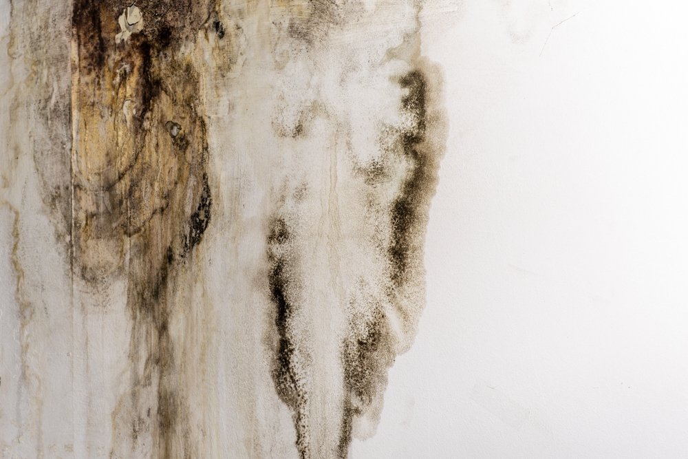 Big,Wet,Spots,And,Cracks,And,Black,Mold,On,The